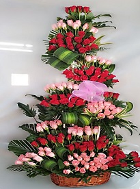 100 Pink and Red roses in 4 feet