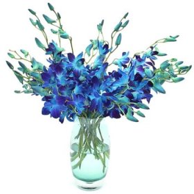 Vase of 10 Blue Orchids