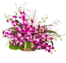 20 Orchids basket
